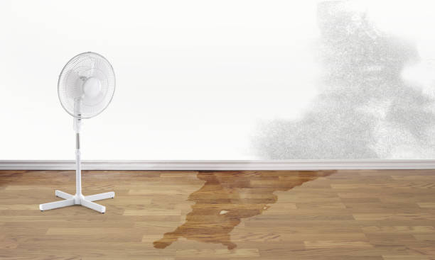 Best Water damage contractors near me  in St Charles, MN